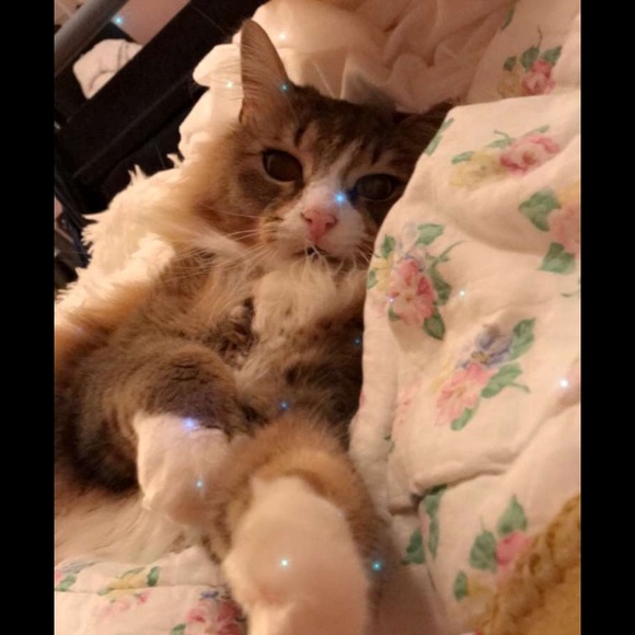 Meet your Posher, Hazel - Picture 1 of 1